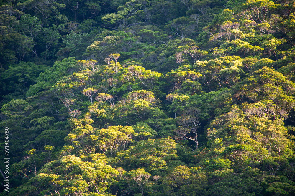 奄美, 新緑の朝,