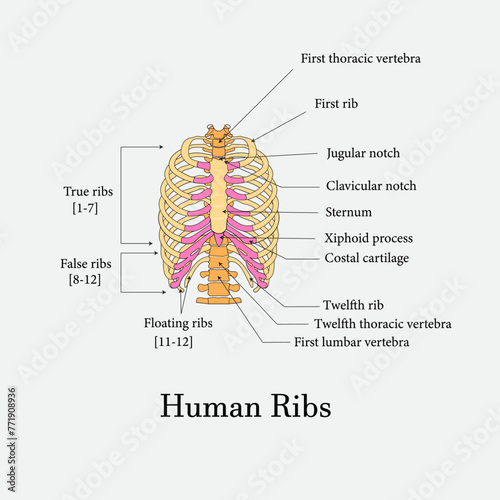 Human Ribs, rib labeled, Human rib bones, ribs diagram labeled, ribs cage diagram with labels, diagram rib cage labeled, ribs bones labeled, human rib diagram, rib anatomy, rib skeleton, Rib labeling