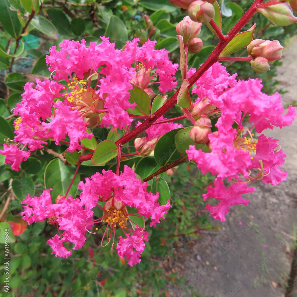 Fototapeta premium 夏にサルスベリがピンク色の花を咲かせています