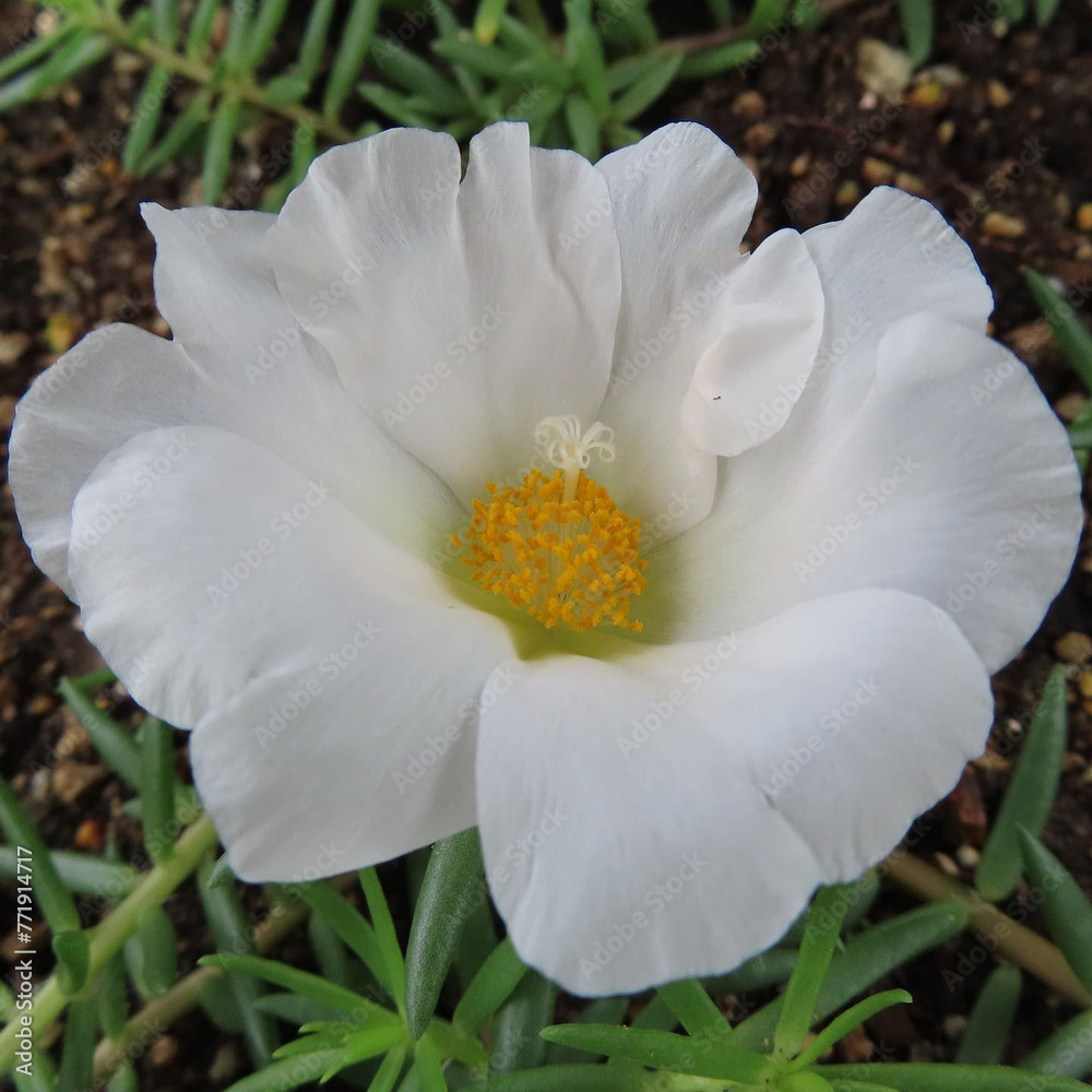 夏にマツバボタンが白い花を咲かせています 夏にマツバボタンが白い花を咲かせています