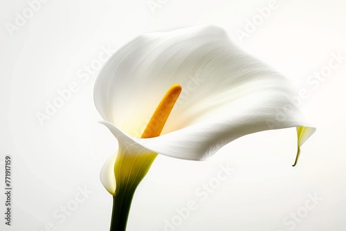 First Set - Usual Approach  Elegant Calla Lily Isolated on Soft Background. Generative AI.