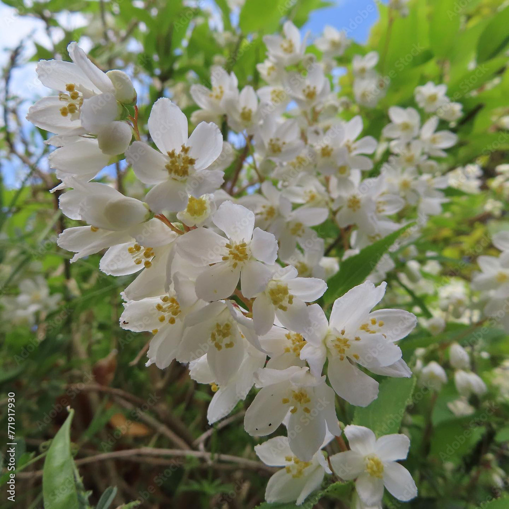 Fototapeta premium 春にヒメウツギが白い花を咲かせています