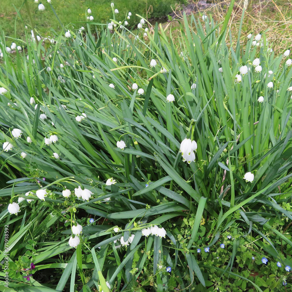 Obraz premium 春にスノーフレークが白い花を咲かせています