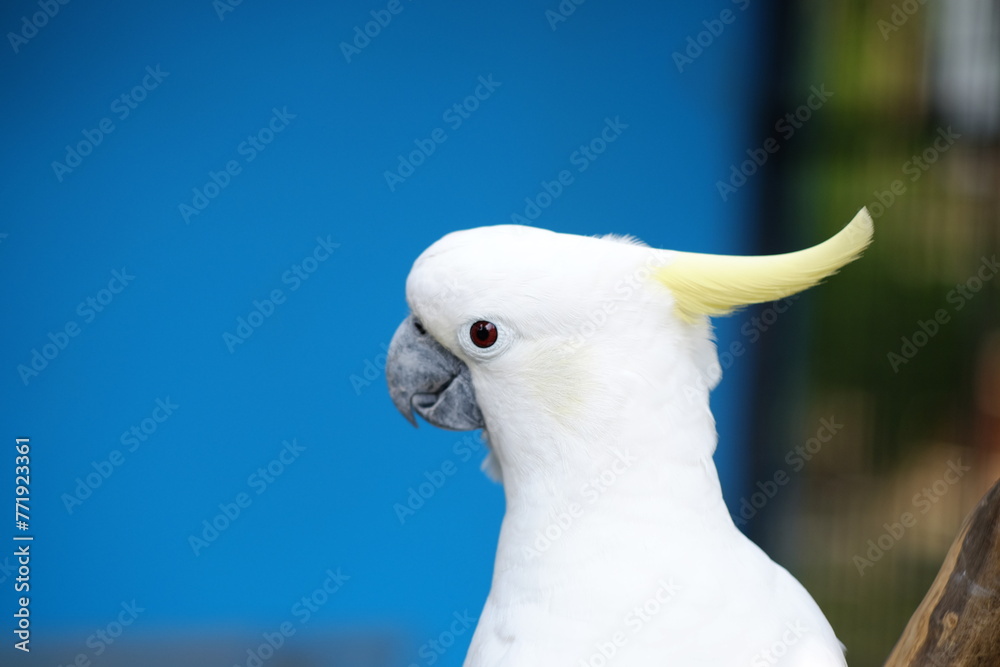 The small yellow-crested cockatoo or yellow-crested cockatoo is a medium-sized bird, about 35 cm long, from the genus Cacatua The small yellow-crested cockatoo or yellow-crested cockatoo is a medium-sized bird, about 35 cm long, from the genus Cacatua