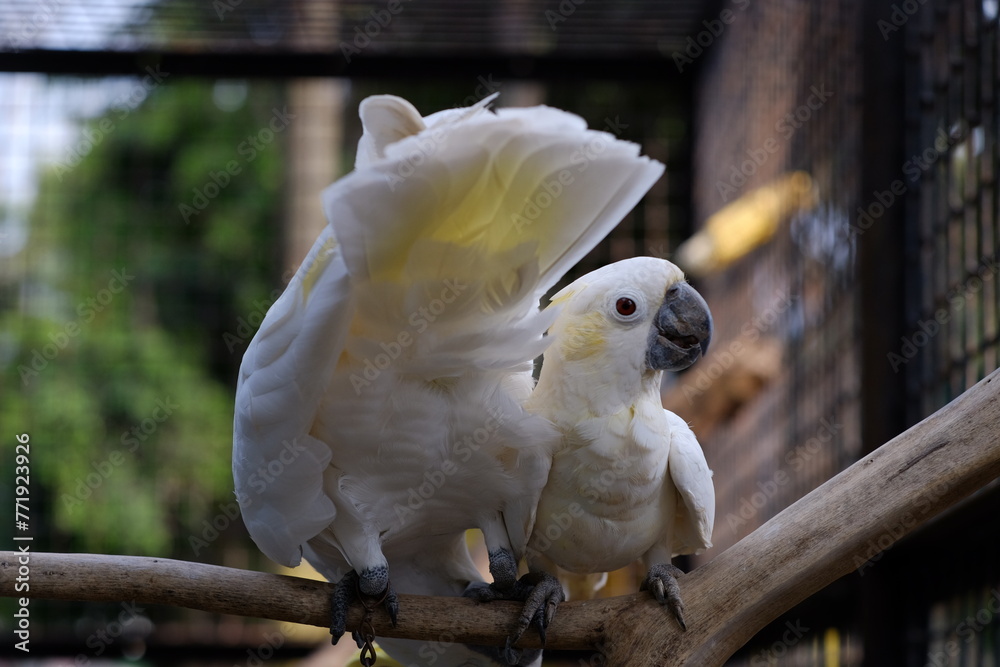 The small yellow-crested cockatoo or yellow-crested cockatoo is a medium-sized bird, about 35 cm long, from the genus Cacatua The small yellow-crested cockatoo or yellow-crested cockatoo is a medium-sized bird, about 35 cm long, from the genus Cacatua