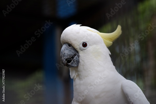 The small yellow-crested cockatoo or yellow-crested cockatoo is a medium-sized bird, about 35 cm long, from the genus Cacatua