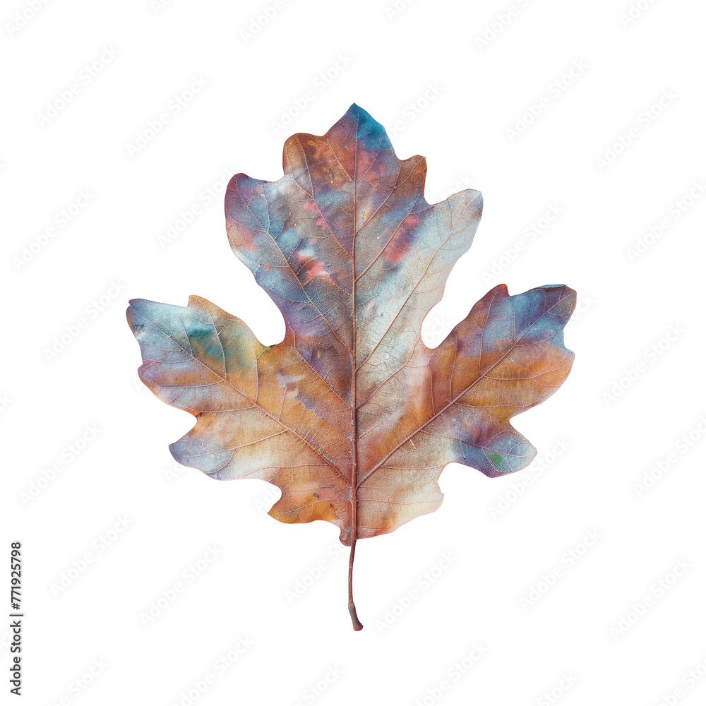 Fototapeta premium Macro shot of oak leaf, showcasing intricate details on transparent background