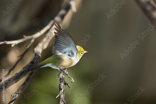 New Zealand Waxeye bird perched gracefully on a branch photo