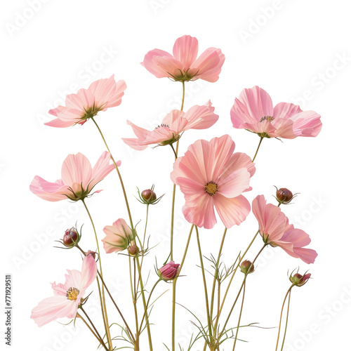 A cluster of pink flowers contrast beautifully against the transparent background © Sona