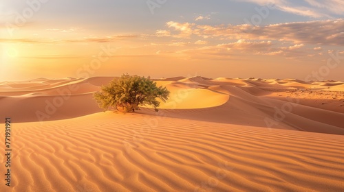 A tree is standing in the middle of a desert