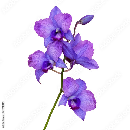 Vibrant purple flowers contrast beautifully against transparent background