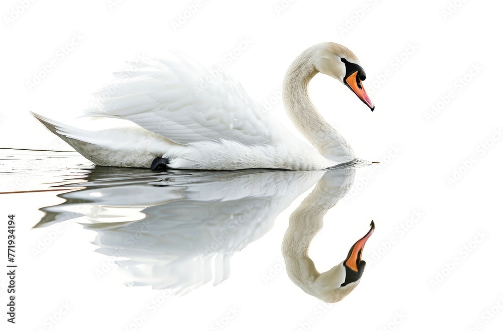 Naklejka premium Graceful Swan Swimming on Calm Water, its Reflection Visible, Isolated on White. Generative AI.
