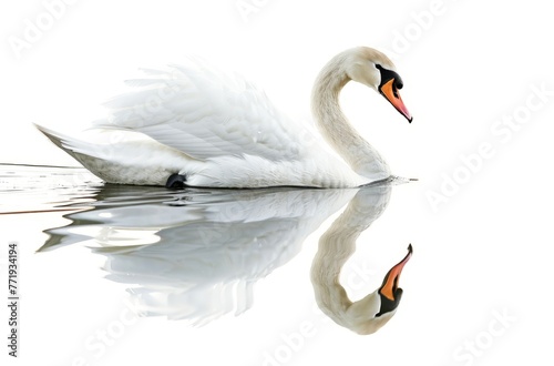 Graceful Swan Swimming on Calm Water  its Reflection Visible  Isolated on White. Generative AI.