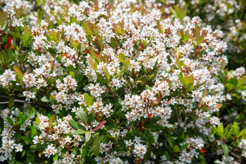 シャリンバイの花、春、3月 photo