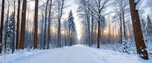 The peaceful snow-covered road winds through the winter forest, offering a serene journey amidst nature's beauty