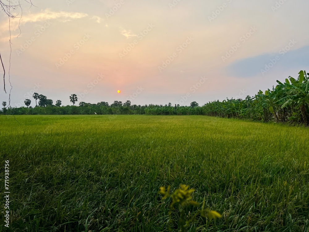 Green and yellow rice fields and tree during sunset with sky.