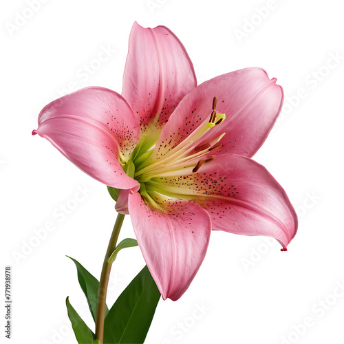 Lily flower PNG image on a transparent background  Lily image isolated on transparent png background