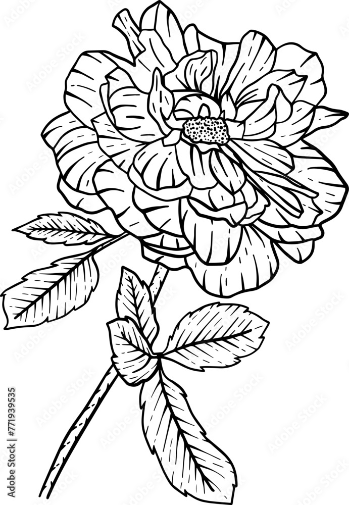 Fototapeta premium Hand drawn blossom rose