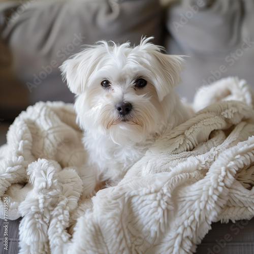 photograph of a dog sitting on a couch with a blanket, a dog on a sofa