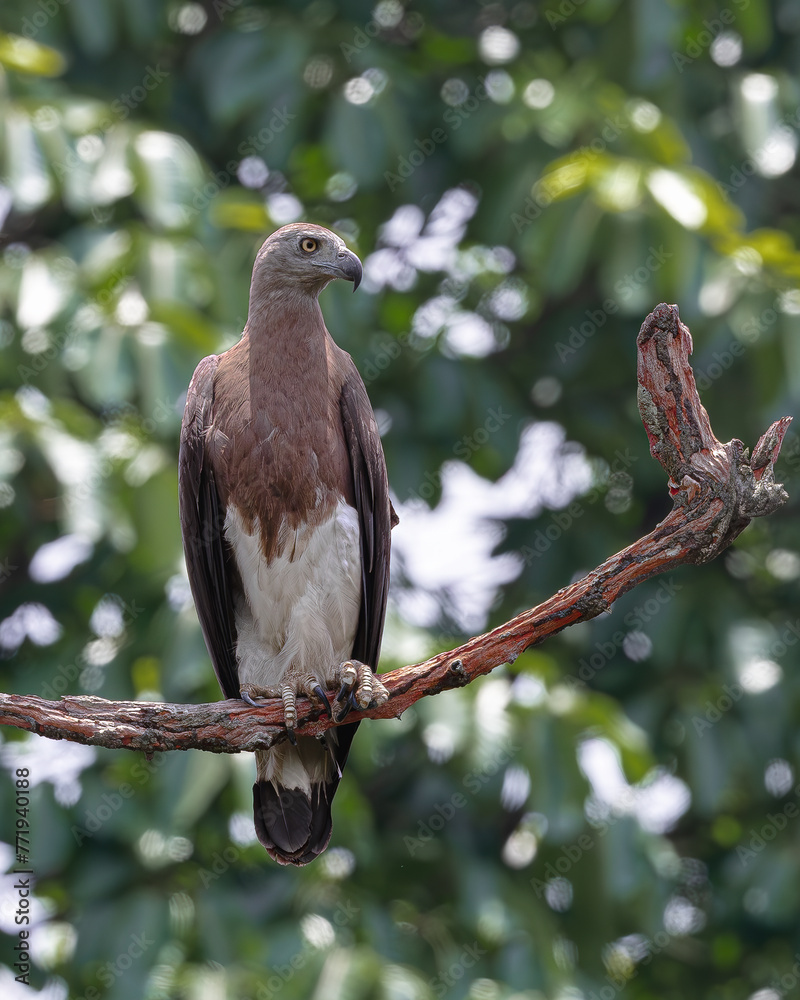 Fototapeta premium gray headed fish eagle looking left hand side