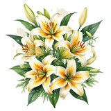 Watercolor Lily flower PNG image on a transparent background, Lily image isolated on transparent png background