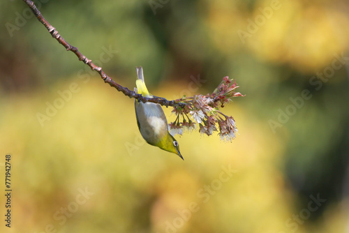 春の野鳥撮影、梅の花の枝に逆さ向きに停まっているメジロ