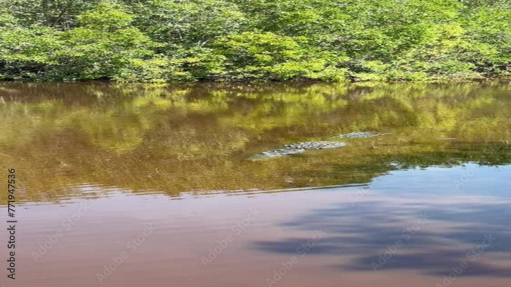 cocodrilario la manzanilla de la paz, la huerta, jalisco cocodrilario la manzanilla de la paz, la huerta, jalisco