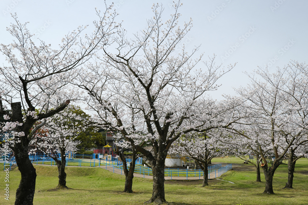 Obraz premium 吉野公園の桜の花
