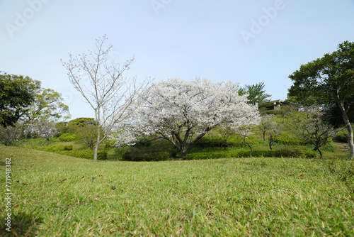 満開の綺麗な大島桜の風景