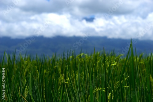 rice plant in the farm field with mountain as background