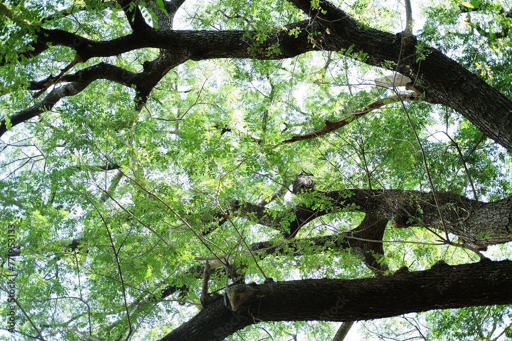 Tropical Rain Tree or East Indian Walnut large branch Shady in the park Tropical Rain Tree or East Indian Walnut large branch Shady in the park
