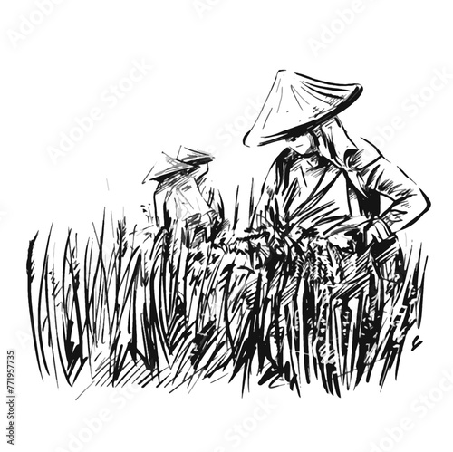 Drawing of Rice harvesting on a plantation in Vietnam