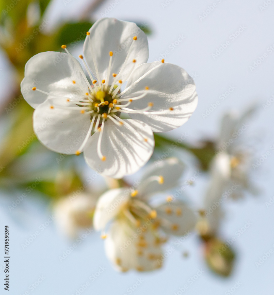 Flowers on a cherry tree in spring. Close-up