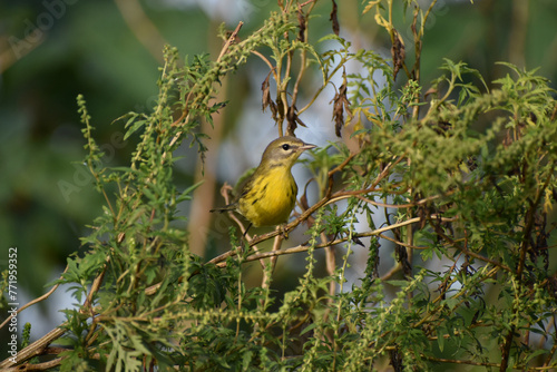 Yellow prairie warbler in Everglades National Park, Florida photo