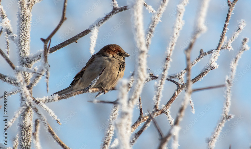 Sparrows on snowy tree branches in winter Sparrows on snowy tree branches in winter