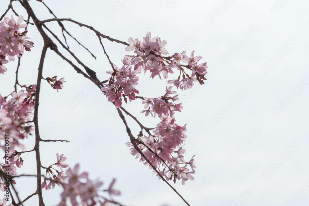 枝垂れ桜が春の心地よい風に靡く