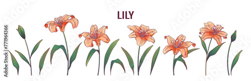 Set of vector illustration of lily flowers and leaves isolated on white. Hand- drawn blooming flowers for design, decoration card. Flower shop concept.