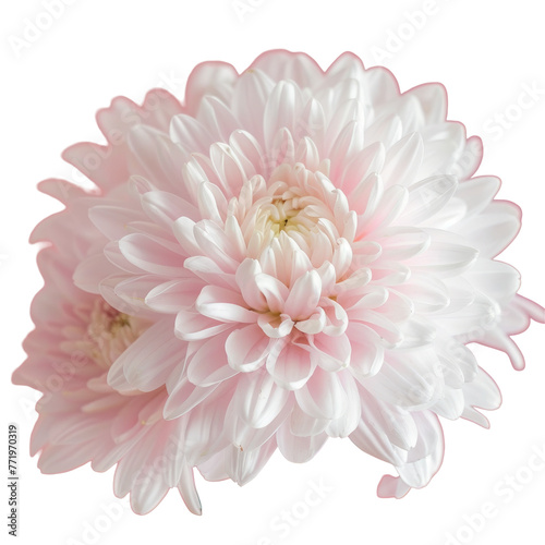 Close up of an artificial magenta flower on a transparent background