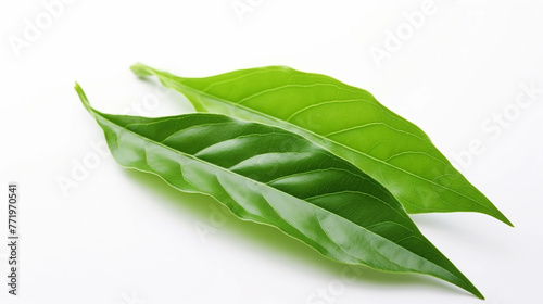 fresh leaves  high definition(hd) photographic creative image
