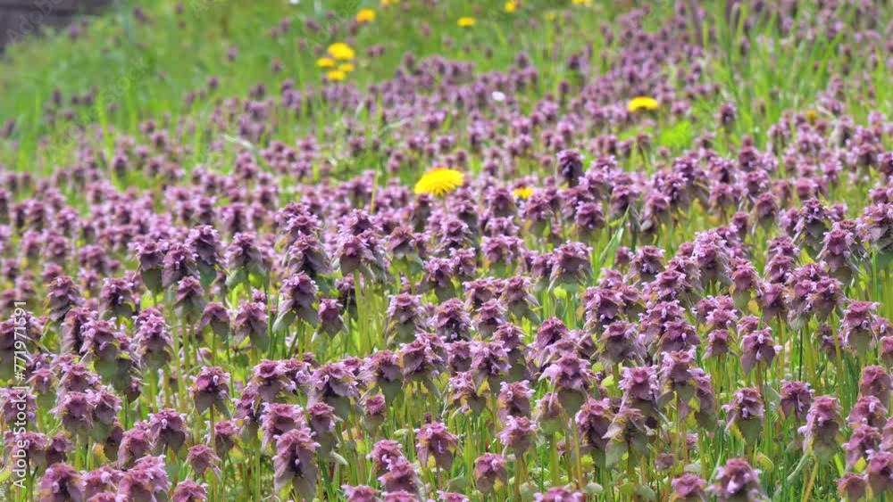 群生するヒメオドリコソウと舞い落ちる桜の花びら　パンニング