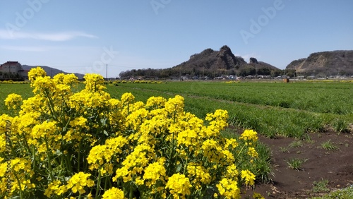 日本・栃木県の岩舟山と菜の花