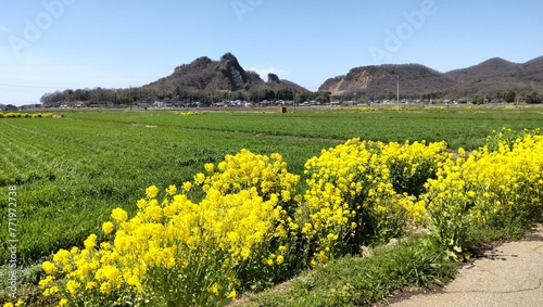 日本・栃木県の岩舟山と菜の花