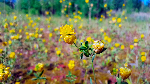 field of yellow flowers © Charline