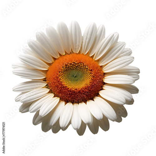 Daisy flower PNG image on a transparent background, Lily image isolated on transparent png background © MdDelowar