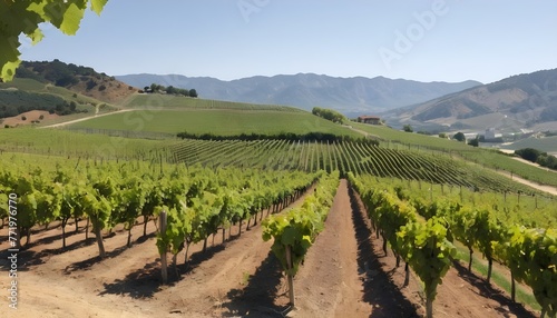vineyard on gentle slope