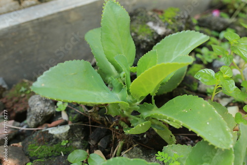 Wallpaper Mural bryophyllum pinnatum (air plant, cathedral bells, life plant, miracle leaf, Goethe plant, Kalanchoe pinnata, cocor bebek) with a natural background. Succulent plant native to Madagascar. Torontodigital.ca