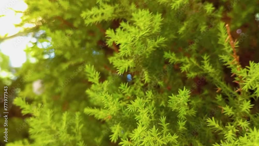 Lush foliage of Cupressocyparis Leylandii branches swaying with the wind. Fresh wallpaper and nature background concept in spring or summer. Close up of a green moss. Lush foliage of Cupressocyparis Leylandii branches swaying with the wind. Fresh wallpaper and nature background concept in spring or summer. Close up of a green moss.