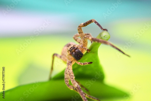 spider close up © Photo&Graphic Stock