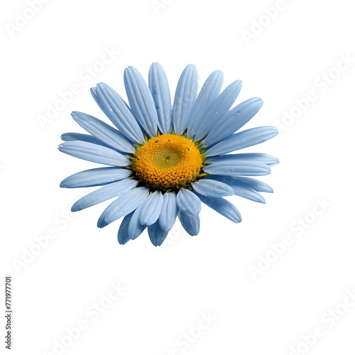 Daisy flower PNG image on a transparent background  Lily image isolated on transparent png background