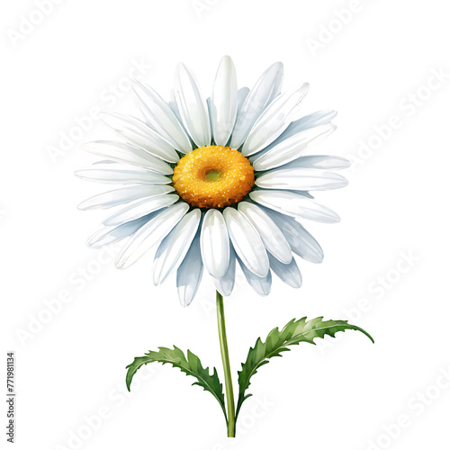 Watercolor Daisy flower PNG image on a transparent background  Watercolor Daisy image isolated on transparent png background